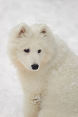 puppy samoyed husky on a background of snow - obrazy, fototapety, plakaty