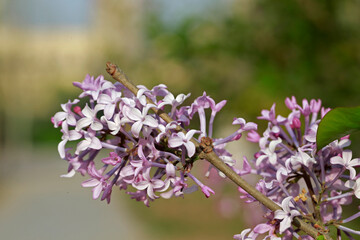 purple lilac bush flover closeup