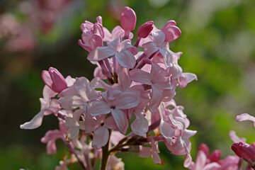 purple lilac bush flover closeup