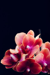 Orange Phalaenopsis Orchid Plant
