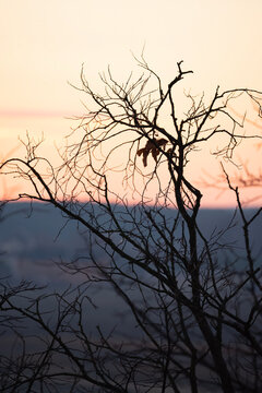 silhouette of a tree in the sunset © Viacheslav