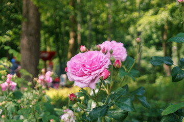 Pink flower head of a blooming rose bush with green background in the forest