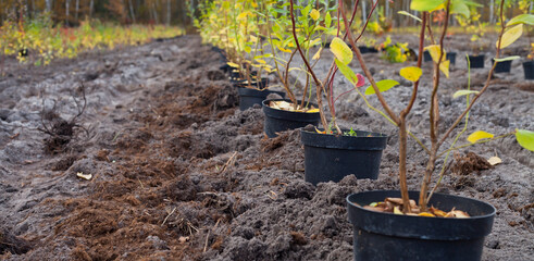 Blueberry fruit plantation planting-  rows of high bushes in the pots  with red leaves in autumn.