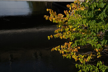 orange and green leaves against black water