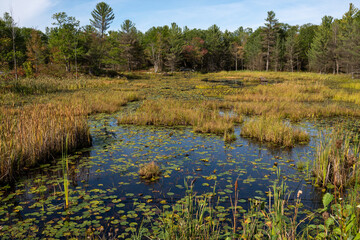 swamp with fall colours, Ontario 