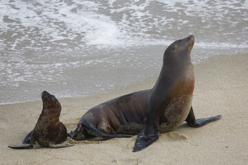 Fototapeta premium two seals sitting on a California beach 