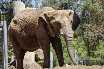 Fototapeta na wymiar elephant walking on a sunny day 