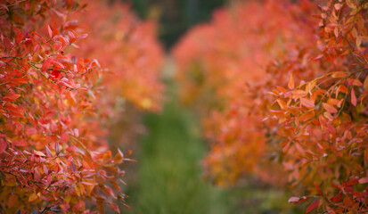 Blueberry fruit plantation -  rows of high bushes with red leaves in autumn.