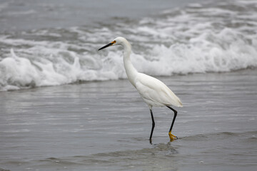 white egret on a California beach 