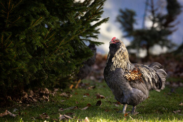 Blue Favaucana rooster