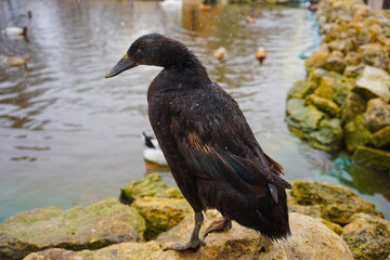 Portrait of a black cormorant on a lake background