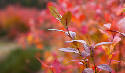 Blueberry fruit plantation -  rows of high bushes with red leaves in autumn.
