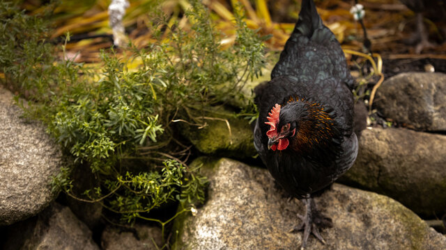 Black copper maran