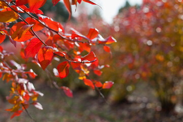 Blueberry fruit plantation -  rows of high bushes with red leaves in autumn.