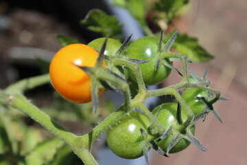 Growing and ripening cherry tomatoes on the vine
