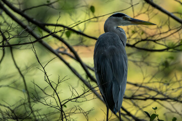 Gray heron is perching on the tree branch. Landscape of autumn in Japan.