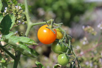 Growing and ripening cherry tomatoes on the vine