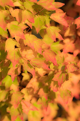 秋の鮮やかな赤色の紅葉のアップ写真