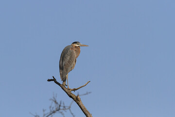 Great Blue Heron perched in a dead tree 