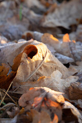 fallen autumn leaves