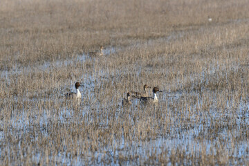 Northern Pintails swimming in a flooded field 