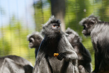 a group of black monkeys at the zoo