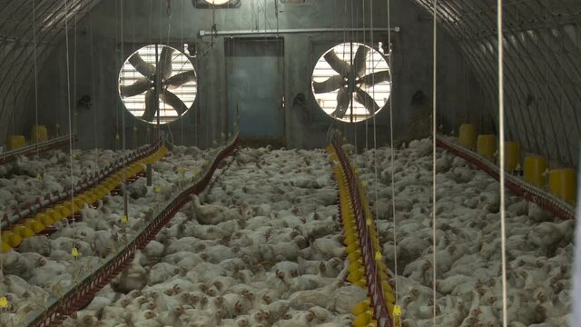 Chickens for fattening on a modern poultry farm. Lots of chickens in the hangar. Feed and drink chickens. Modern agriculture. View footage close up many chicken in chicken farm, Industrial of poultry.