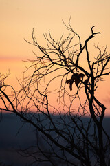 Fototapeta premium silhouette of tree in sunset