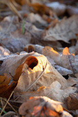 leaves on rock