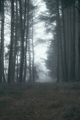 fog in the forest