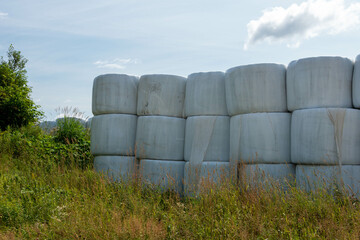 Obraz premium Multiple long rows of white silo bales of hay in a farmer's field. The farm has green hay growing around the stored haystack rolls on pasture land. The covering is a white plastic or poly material.