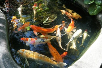 Mixed colors and shapes of koi fish swimming on the surface of a pond