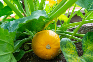 A large raw round yellow zucchini vegetable growing on the ground with large leaves and tall stems....