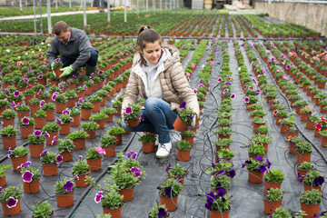 Attractive young woman choosing blooming potted petunias in hothouse for planting in her flower garden