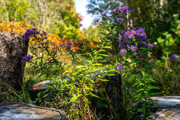 purple flowers and wooden stumps forest