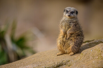 Suricata in posizione eretta seduta sulle zampe posteriori nel suo ambiente naturale