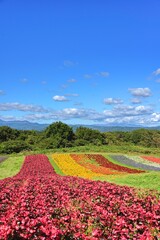宮城　秋のやくらいガーデン
