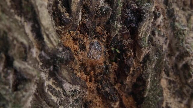 Bubbles of liquid amber coming from hole made by longhorn beetle in Japan