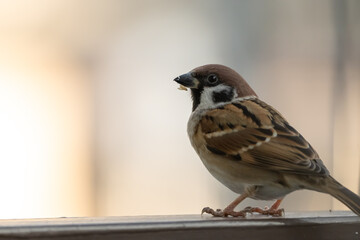 Sparrow is standing on the handrail and facing to left. A seed shells on its black beak.