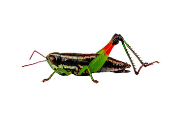 A leaf grasshopper has a combination of brown, orange, and green colors, isolated on white background