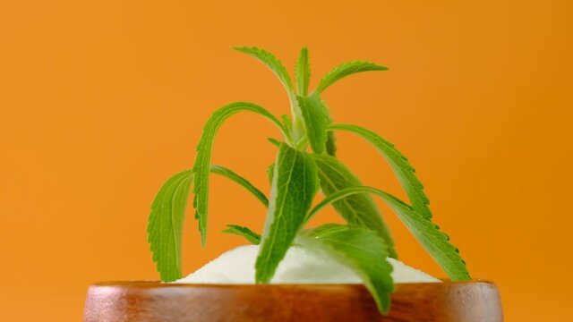 Stevia rebaudiana.Stevia fresh green twig on a bright orange background. 4k footage