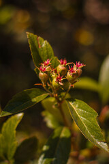 Rama de tejocotes inmaduros frutos mexicanos