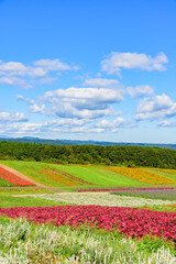 宮城　秋のやくらいガーデン
