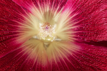 macro photo of the yellow center of the red mallow flower