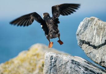 Atlantic Puffin Takeoff