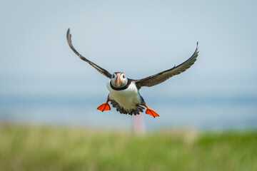 Atlantic Puffin Flight