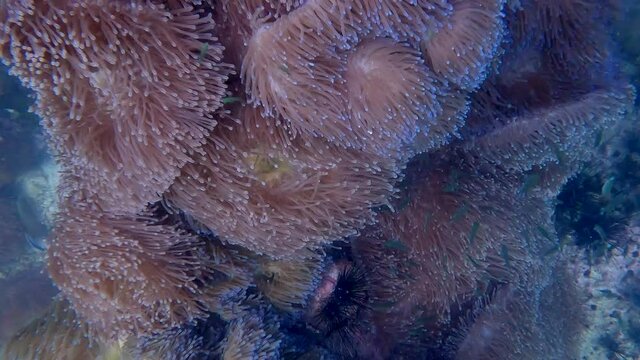 Under water film - hovering over colorful drifiting anemones rolling in the ocean current - in the Gulf of Thailand - 4k resolution