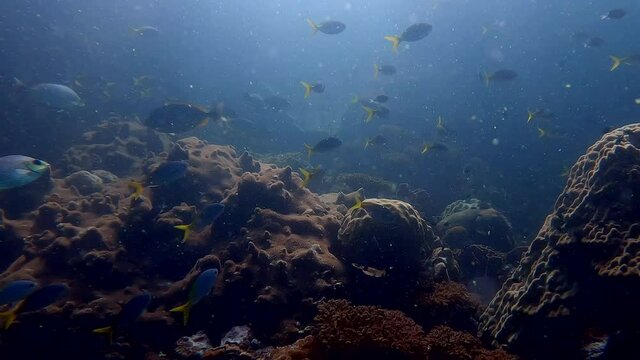 Under water film of back lit tropical fish and corals with some plankton in the sea - in the Gulf of Thailand - 4k resolution