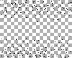 Ants moving on transparent background. Column of black ants in search of food . Design flat nature elements.