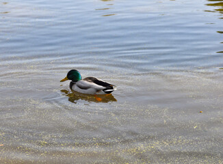 Mallard Drake